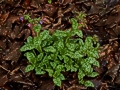 Pulmonaria officinalis IMG_9160 Miodunka plamista